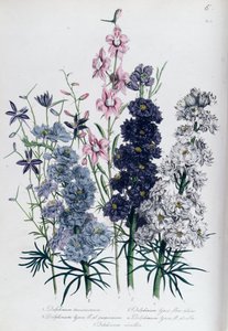 Delphiniums, plate 3 fra 